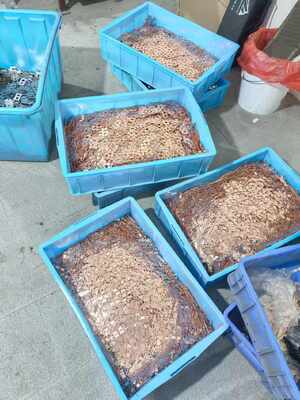ভালো দাম CuNi10/CuNi30 Copper Nickel Alloy Strip High Conductivity Corrosion Resistant for Marine & Industrial Use অনলাইন